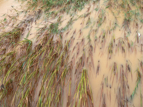 Reeds flattered by flood water after a storm