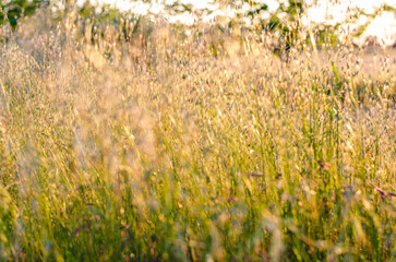 The sun sets along the California countryside and casts a golden glow among the tall grass and weeds