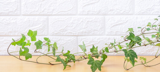wall and plant background material. 壁と植物の背景素材