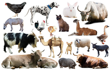 Collection of farm animals isolated on white background