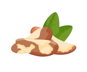 Brazil nut with leaves, vector illustration isolated on white background
