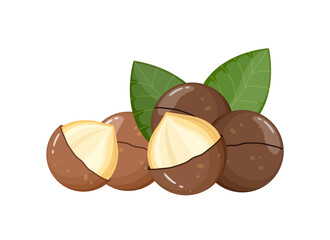 Macadamia nut in shell with leaves, vector illustration isolated on white background