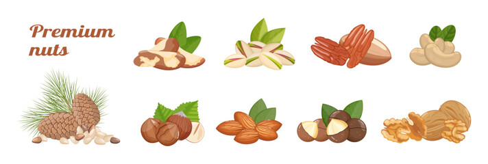 Nuts assortment: walnuts, almonds, hazelnut, pecan and other, healthy snack. Banner, vector illustration isolated on white background