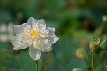 Obraz premium Nature photo: Lotus flowers. This is beautifull flowers.Time: July 17, 2022. Location: Ho Chi Minh City. Content: Lotus has both aroma and color, but the lotus scent is not too strong but gentle. 