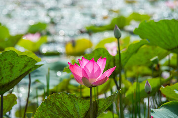 Nature photo: Lotus flowers. This is beautifull flowers.Time: July 17, 2022. Location: Ho Chi Minh City. Content: Lotus has both aroma and color, but the lotus scent is not too strong but gentle. 