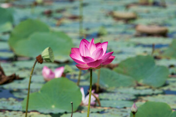 Fototapeta premium Nature photo: Lotus flowers. This is beautifull flowers.Time: July 17, 2022. Location: Ho Chi Minh City. Content: Lotus has both aroma and color, but the lotus scent is not too strong but gentle. 