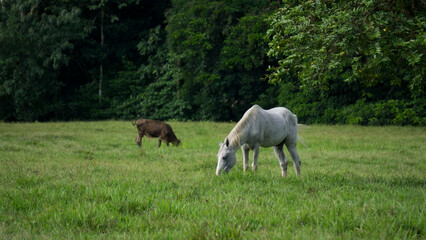 Obraz na płótnie Canvas horse grazing in the field