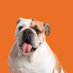 Cute English bulldog on orange background. Adorable pet