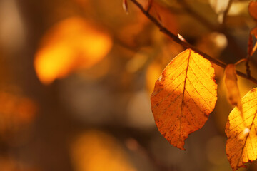 Fototapeta premium Beautiful tree branch with orange autumn leaves outdoors, closeup. Space for text