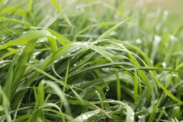 Obraz premium Beautiful bright green grass with water drops outdoors, closeup