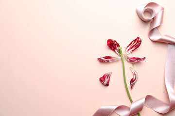 Red tulip and pink ribbon on beige background, flat lay with space for text. Menopause concept