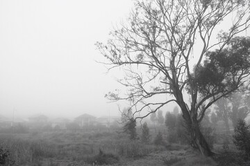 Fototapeta premium Foggy morning