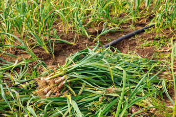 Obraz premium Harvested young garlic on vegetable field. Garlic crop on ground.