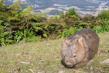Common wombat grazing in front of a scenic view from a mountain lookout, NSW, Australia.