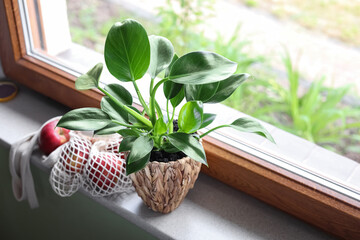 Beautiful green houseplant in pot and mesh bag with apples on windowsill