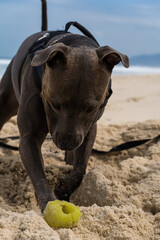 Pit Bull dog playing on the beach. Having fun with the ball and digging a hole in the sand. Partly cloudy day. Selective focus