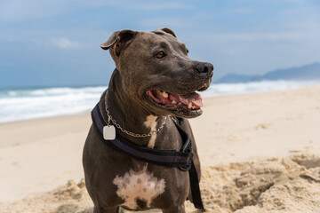 Pit Bull dog playing on the beach. Having fun with the ball and digging a hole in the sand. Partly...