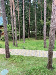 Obraz premium trees in the forest