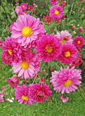 Obraz premium Groups of red flowers on grey wall background