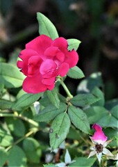 Oklahoma Garden Rose