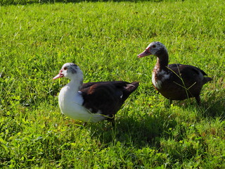 Muscovy ducks on the grass