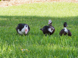 Muscovy ducks on the grass