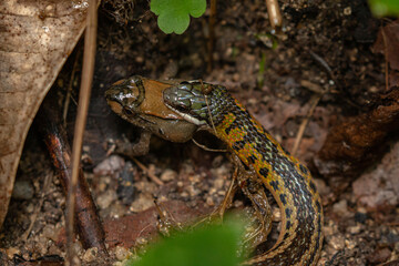 close up of snake (liophis) eating a small frog in Tayrona National Park / Colombia