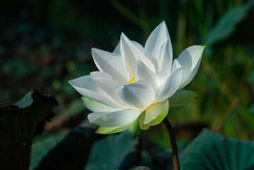 White lotus flowers of various sizes in the morning pond
