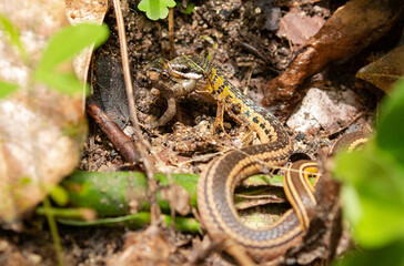 Colombian wildlife: close up of snake (liophis) eating a small frog in Tayrona National Park / Colombia