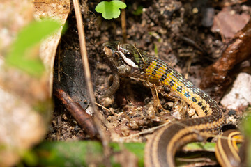 close up of snake (liophis) eating a small frog in Tayrona National Park / Colombia