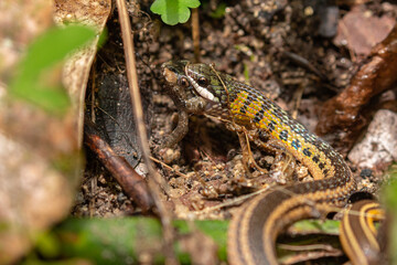 Colombian nature: close up of snake (liophis) eating a small frog in Tayrona National Park / Colombia