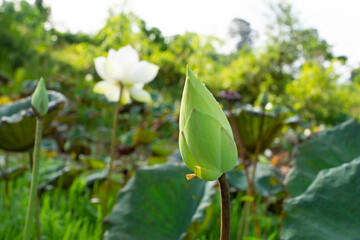 Obraz na płótnie Canvas White lotus flowers of various sizes in the morning pond 