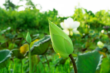 White lotus flowers of various sizes in the morning pond
