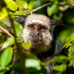 Monkey looking at Me. Close up of a Black-tufted marmoset, Atlantic Forest, Brazil