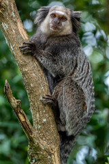 Monkey looking at Me. Close up of a Black-tufted marmoset, Atlantic Forest, Brazil