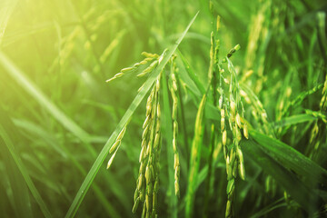 Beautiful golden green paddy rice  seeds  field Ear of rice