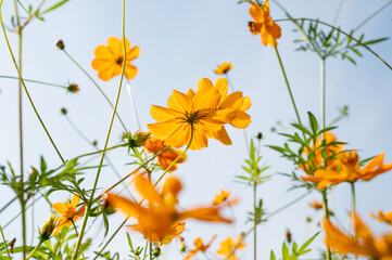 맑은 하늘과 노란색 코스모스 가을 풍경