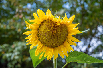 Fototapeta premium 활짝 핀 해바라기 꽃