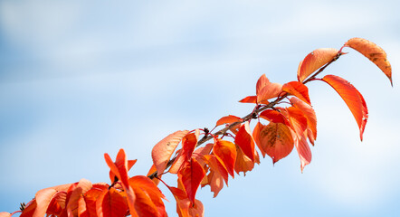파란 하늘과 단풍 나무