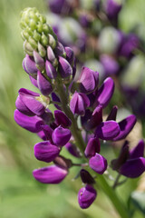 Blooming Lupins in the Garden