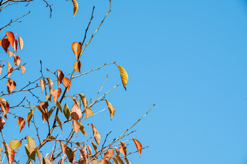 파란 하늘과 단풍 나무