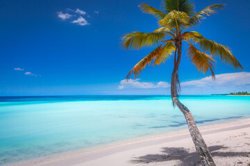 Tropical paradise: caribbean beach with palm tree, Punta Cana, Saona Island