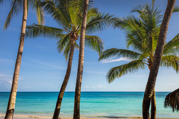 Obraz na płótnie Canvas Tropical paradise: caribbean beach with palm trees, Montego Bay, Jamaica