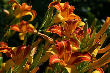 Inflorescences of daylily Frans Hals with two-tone flowers. Buds and blooming flowers.