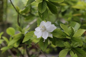 Gardenia jasminoides, Gardenia florida, White  flowers have a leaves blurred in the background.