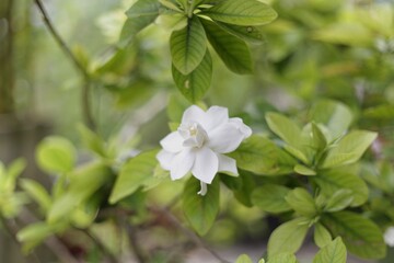 Gardenia jasminoides, Gardenia florida, White  flowers have a leaves blurred in the background.