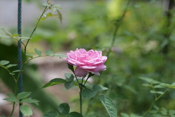 Pink roses are in a garden with blurred green leaves in the background.