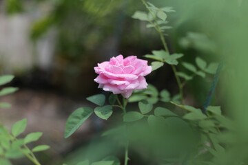 Pink roses are in a garden with blurred green leaves in the background.