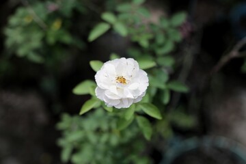 White roses are in a garden with blurred green leaves in the background.