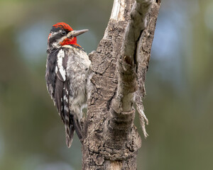 A Red-naped Sapsucker in Wyoming.
